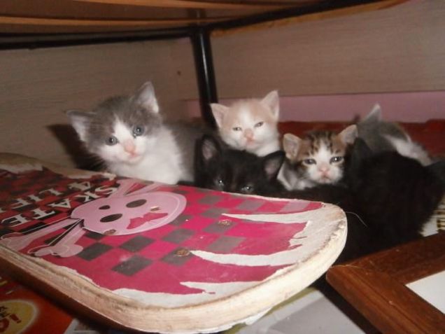 gattini!!