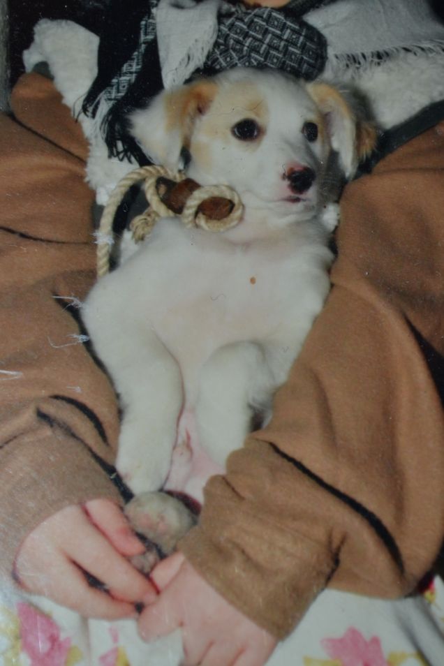 Il  mio Buby da cucciolo !