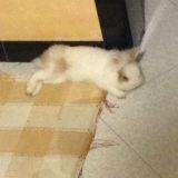 Il mio tesoro