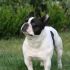 Cerco in Adozione Bouledogue Francese