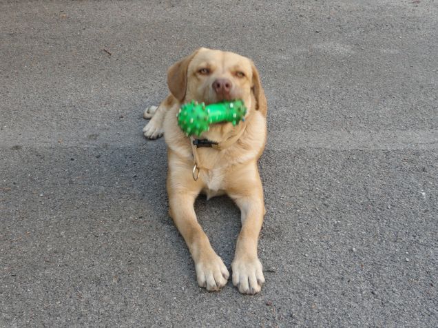WILLY GIOCHERELLONE *.*