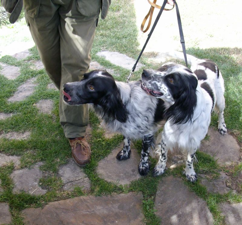 Setter inglese