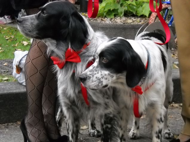 amiamo i nostri umani e siamo inseparabili