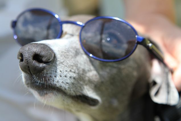 ho l'aria di cane vacanziero?