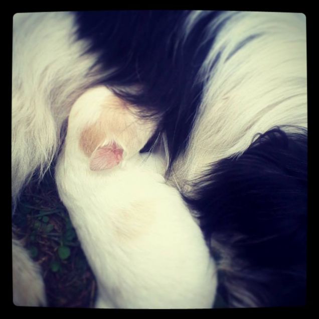 mentre mangia dalla sua mamma