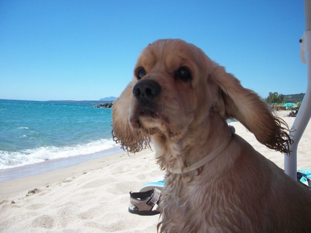 Ettore con le orecchie al vento