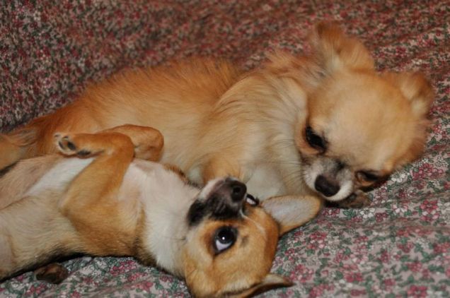 gli innamorati in vacanza