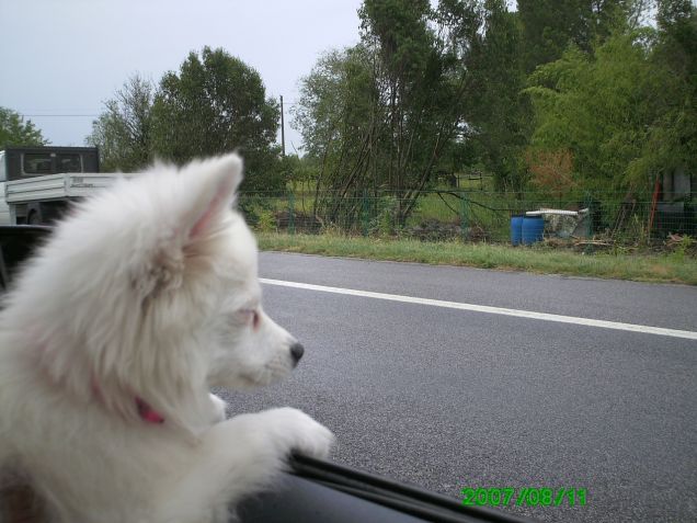 Guardiamo dal finestrino...