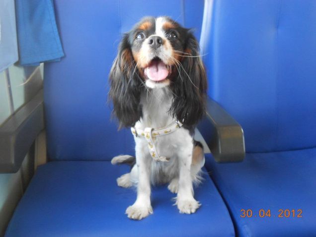 Passando il tempo in autobus.....