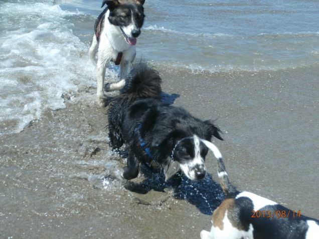 corse al mare_ puccio 