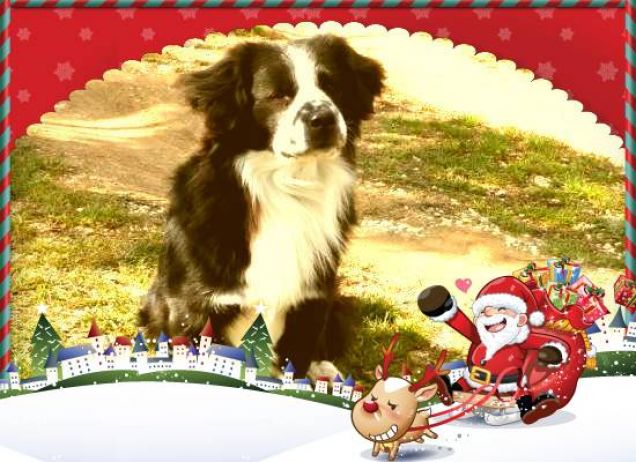 foto Puccio a Natale