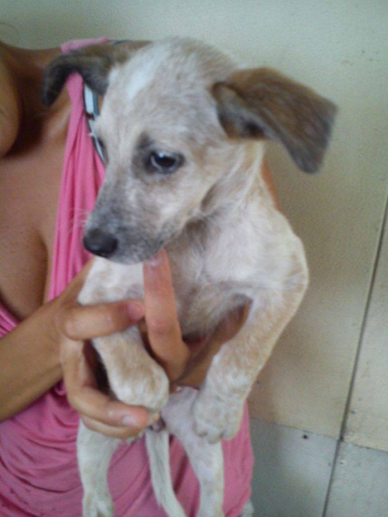 Valentina, cucciola taglia piccola cerca casa