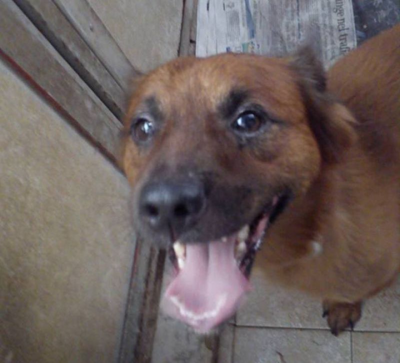 TONI, CAGNOLINO TAGLIA PICCOLA CERCA CASA.