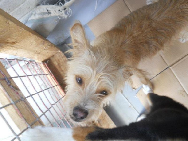 cagnolino orfano:La triste storia di Palau