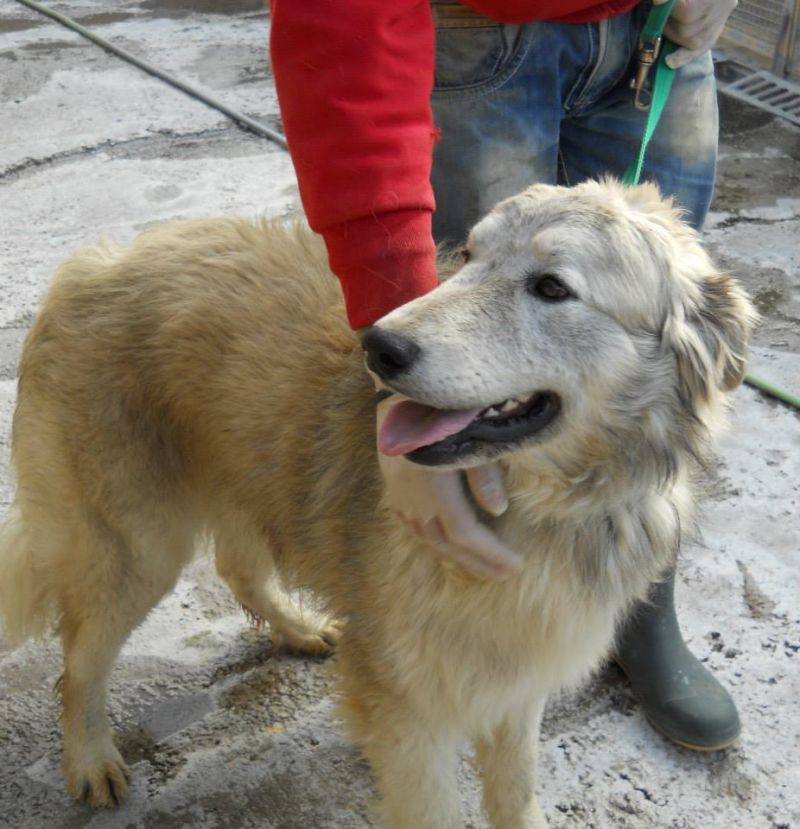 phil cucciolone in cerca di casa