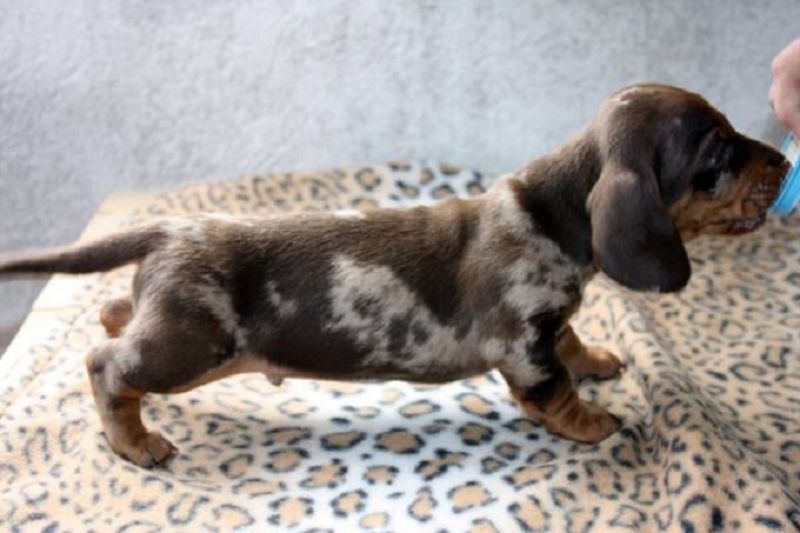 bassottini cioccolato e arlecchino cioccolato pelo corto