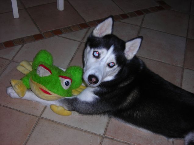 Ice e il suo giochino