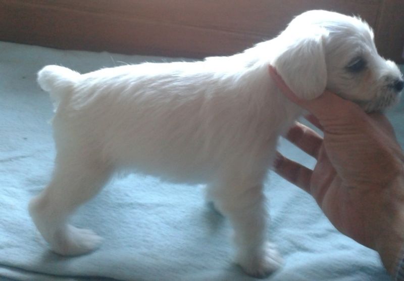 cuccioli schnauzer nano bianco