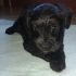 cuccioli schnauzer nano nero