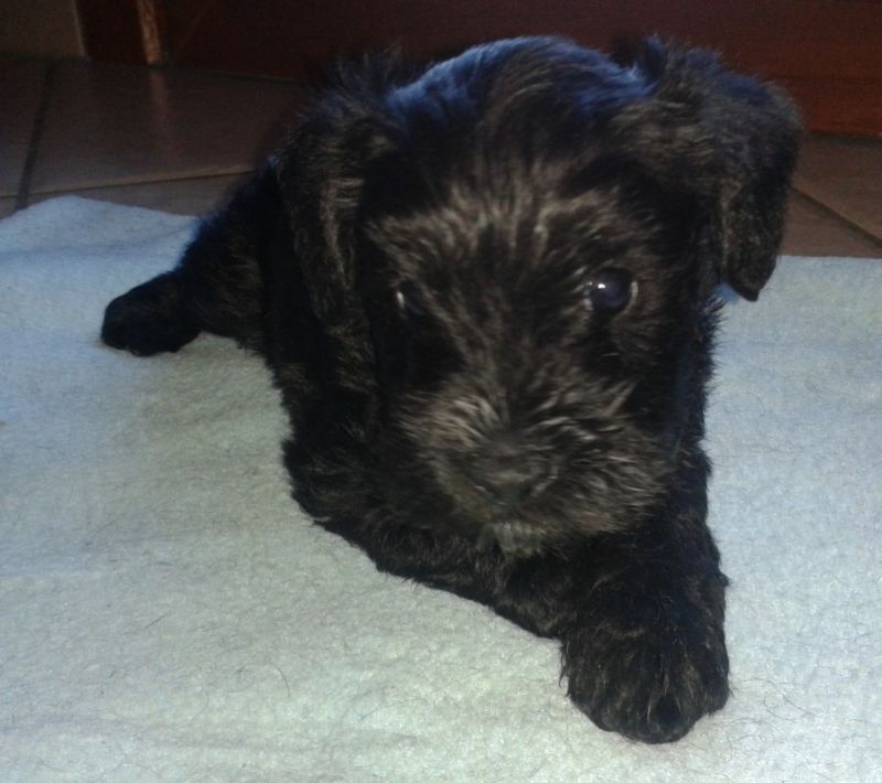 cuccioli schnauzer nano nero