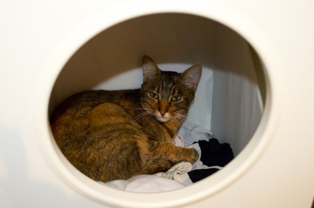 È già l'ora della pappa?