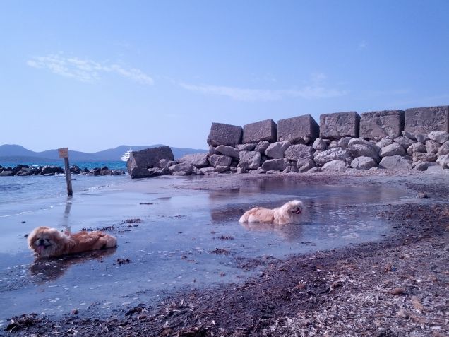 Billy e Cookie al mare