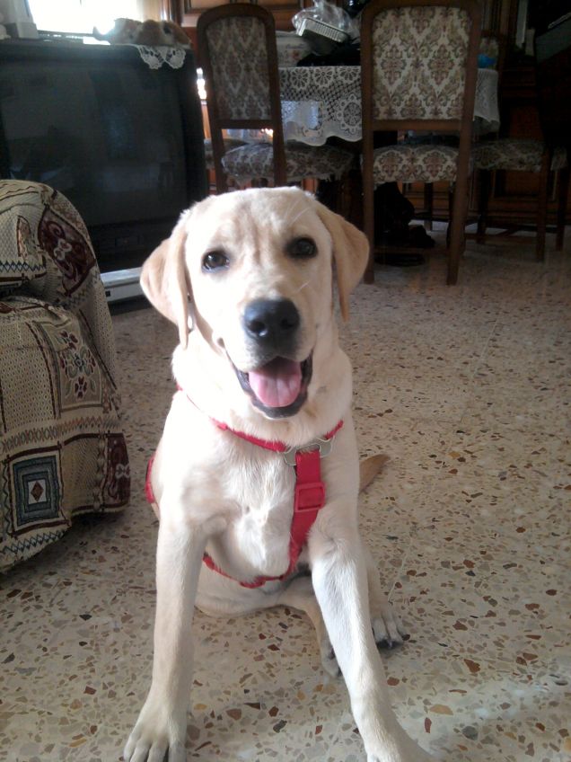 Maelle, la mia labrador bellissima e dolcissima!