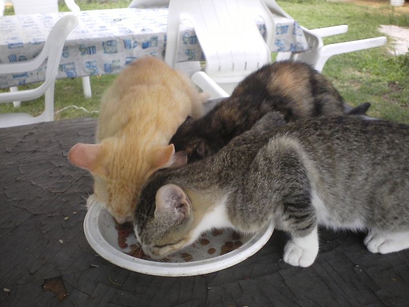 3 gattini di 4 mesi pronti a portare allegria nelle vostre case