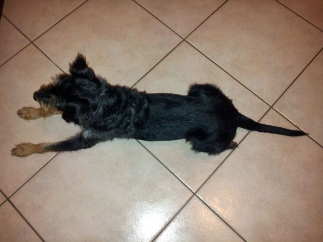 aspettando che si ritira la mammina