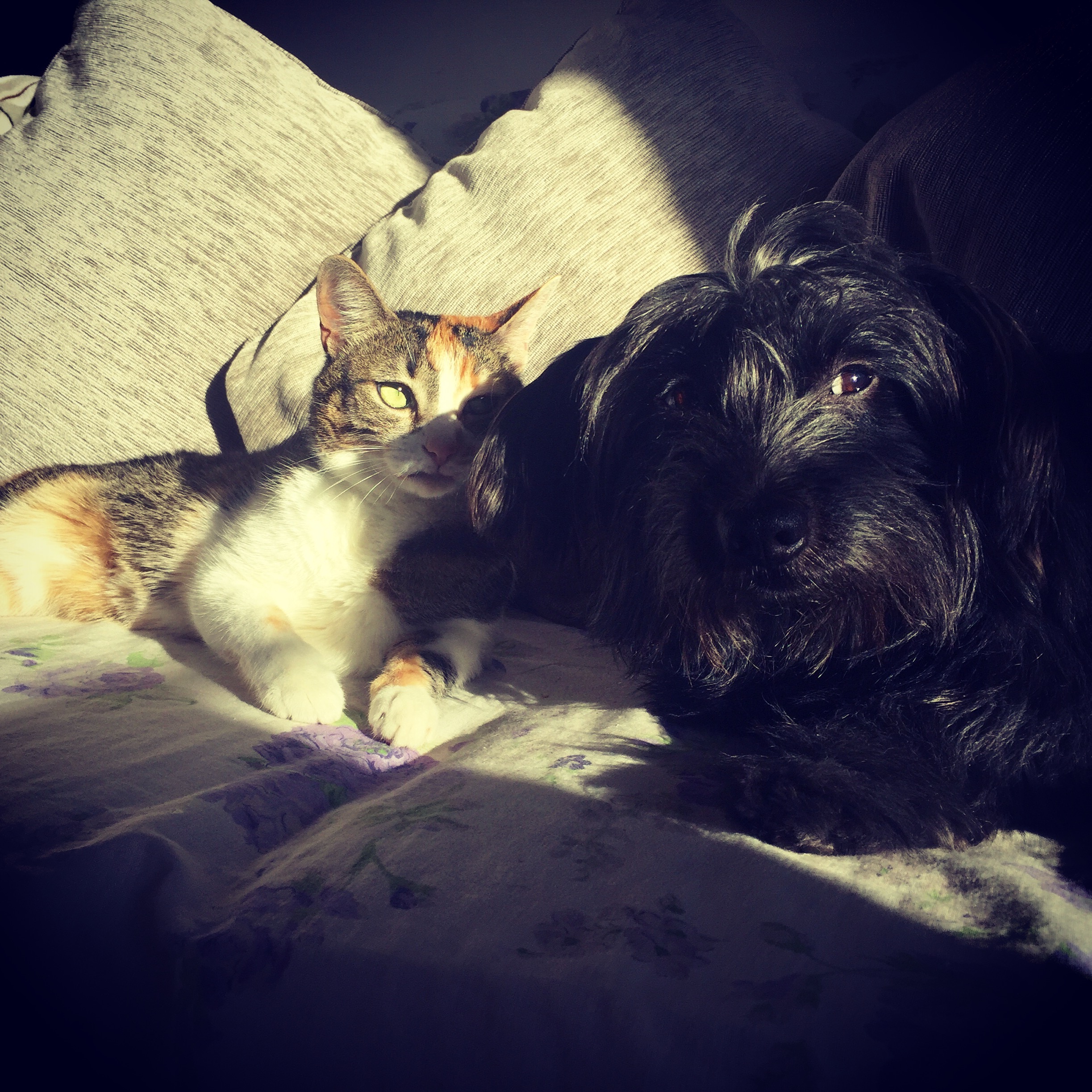Perognidol Cane E Gatto