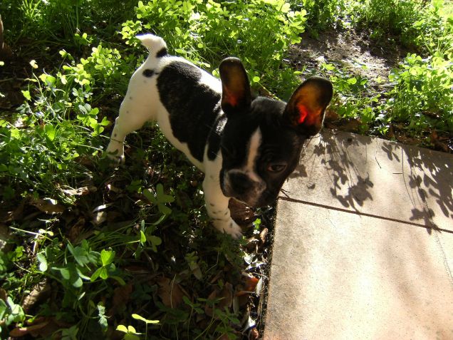 Hugo  in esplorazione