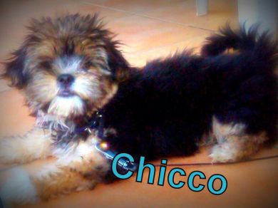 chicco