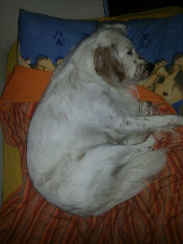 ormai il letto è di kikko xD