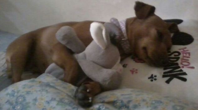 Asia desiderosa del regalo friskies