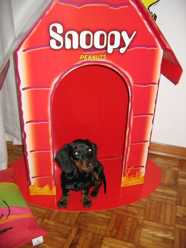 Questa cuccia è diventata mia!