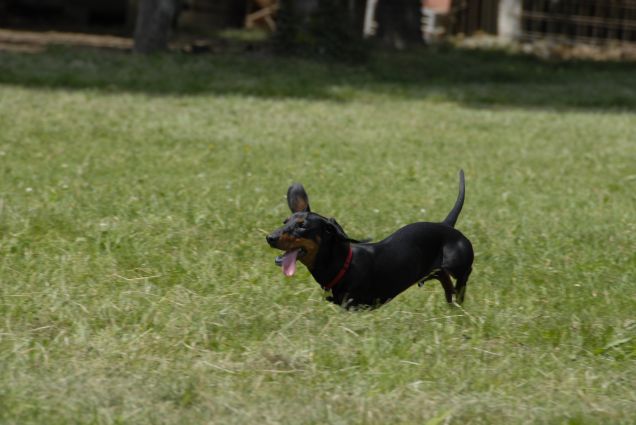 Ma com'è bello correre per i prati
