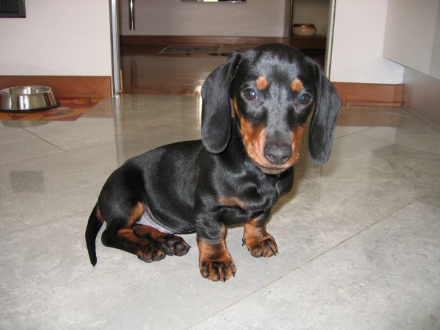 Sono un cucciolo troppo bello