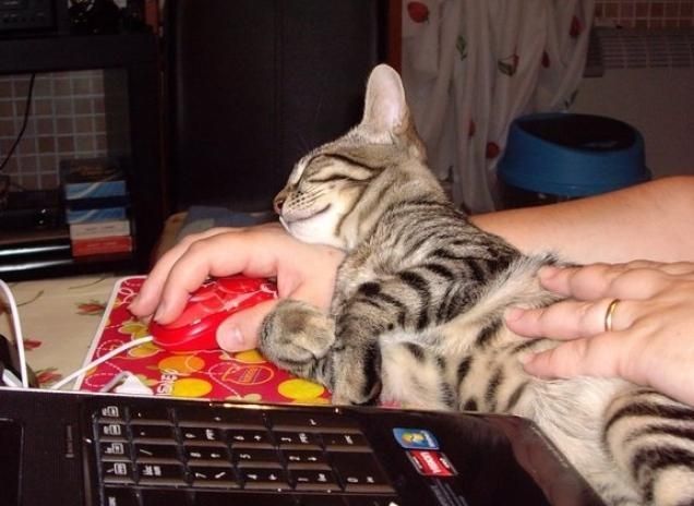 Ricerca di attenzioni