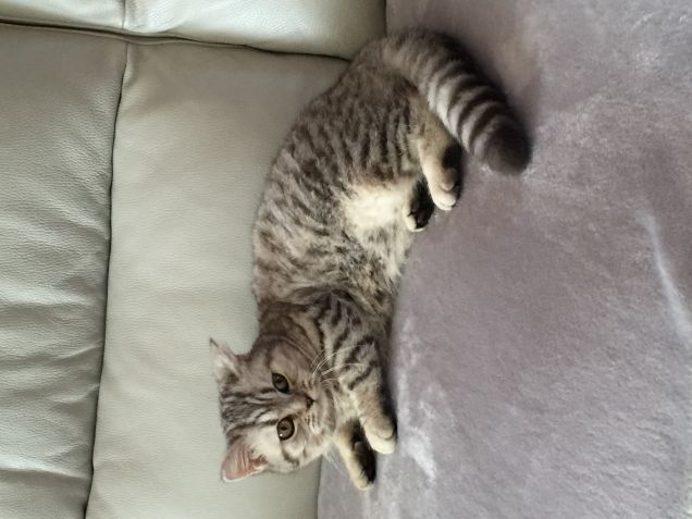 MAIA