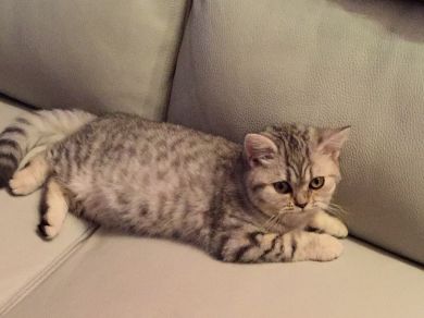 Maya