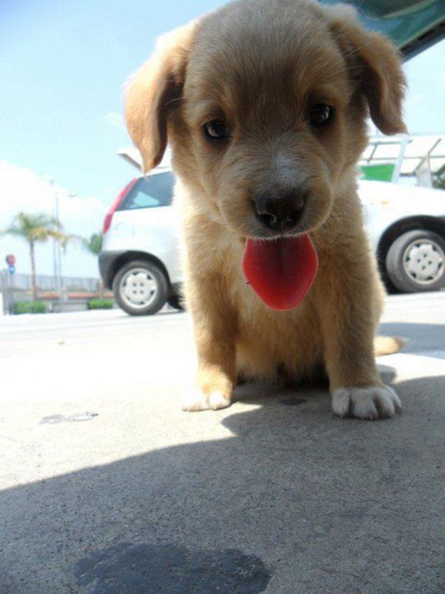 IL MIO CUCCIOLO CUCCIOLOSO 