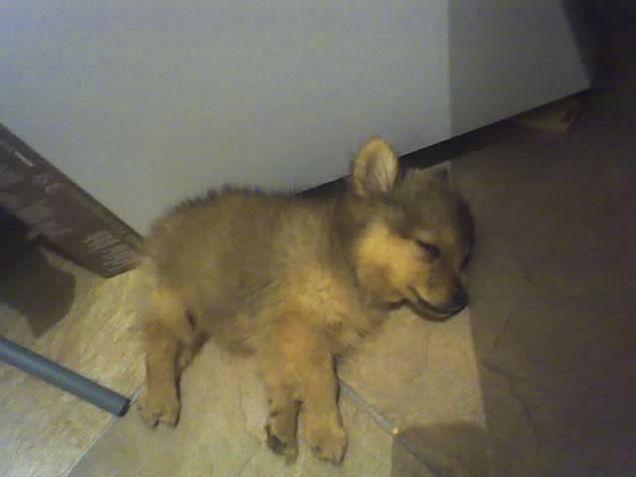 la mia cucciola il primo giorno a casa!