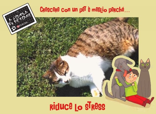 il mio miccino