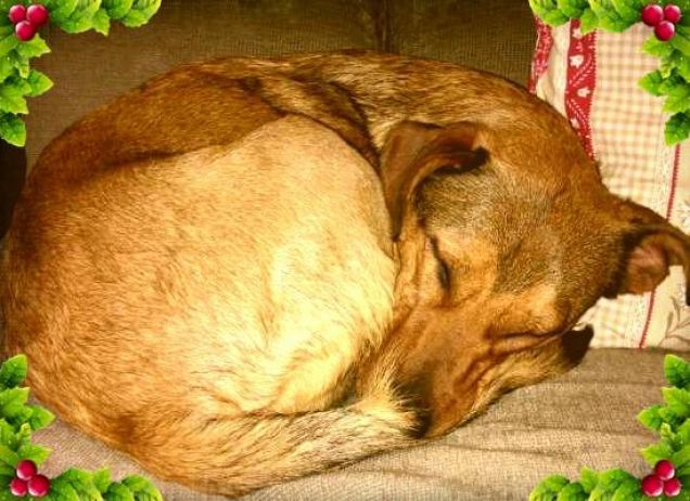 in attesa del regalo di Natale