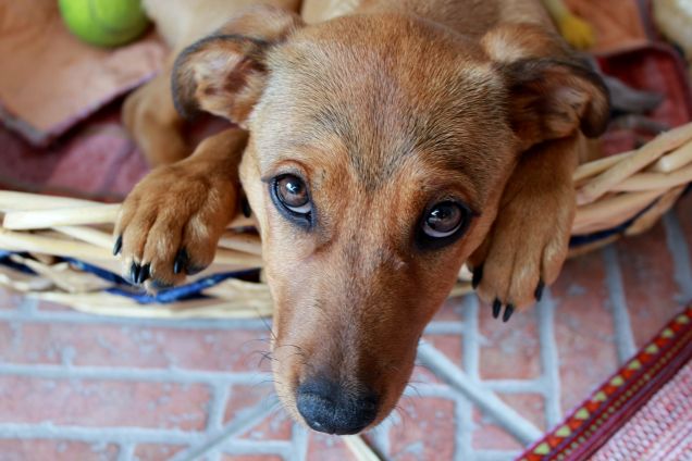 Emma occhioni dolci da Teppista
