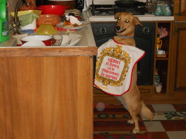 Dog Masterchef!