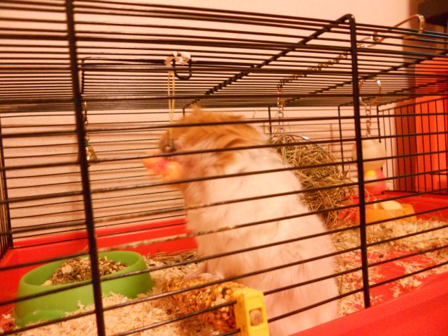 Il mio piccolo pugile!!