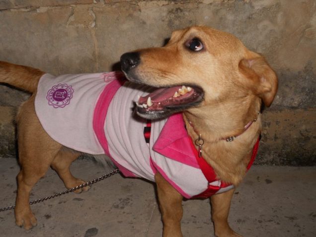 Fiera del nuovo vestitino!