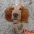 Setter inglese