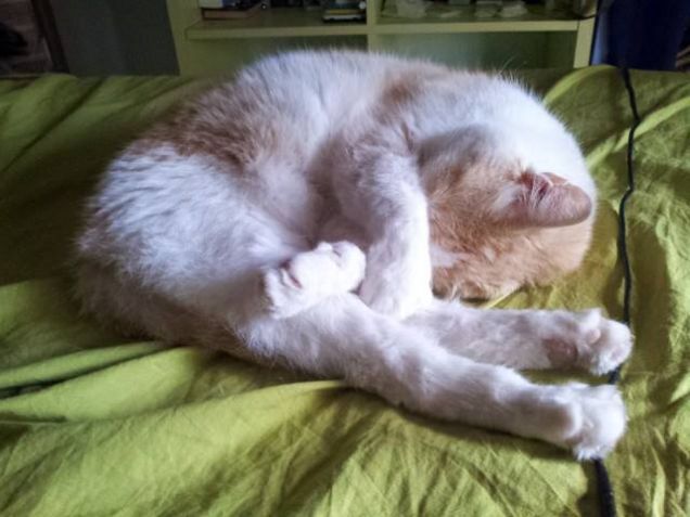 Mordicchio dorme.. non disturbatelo! 